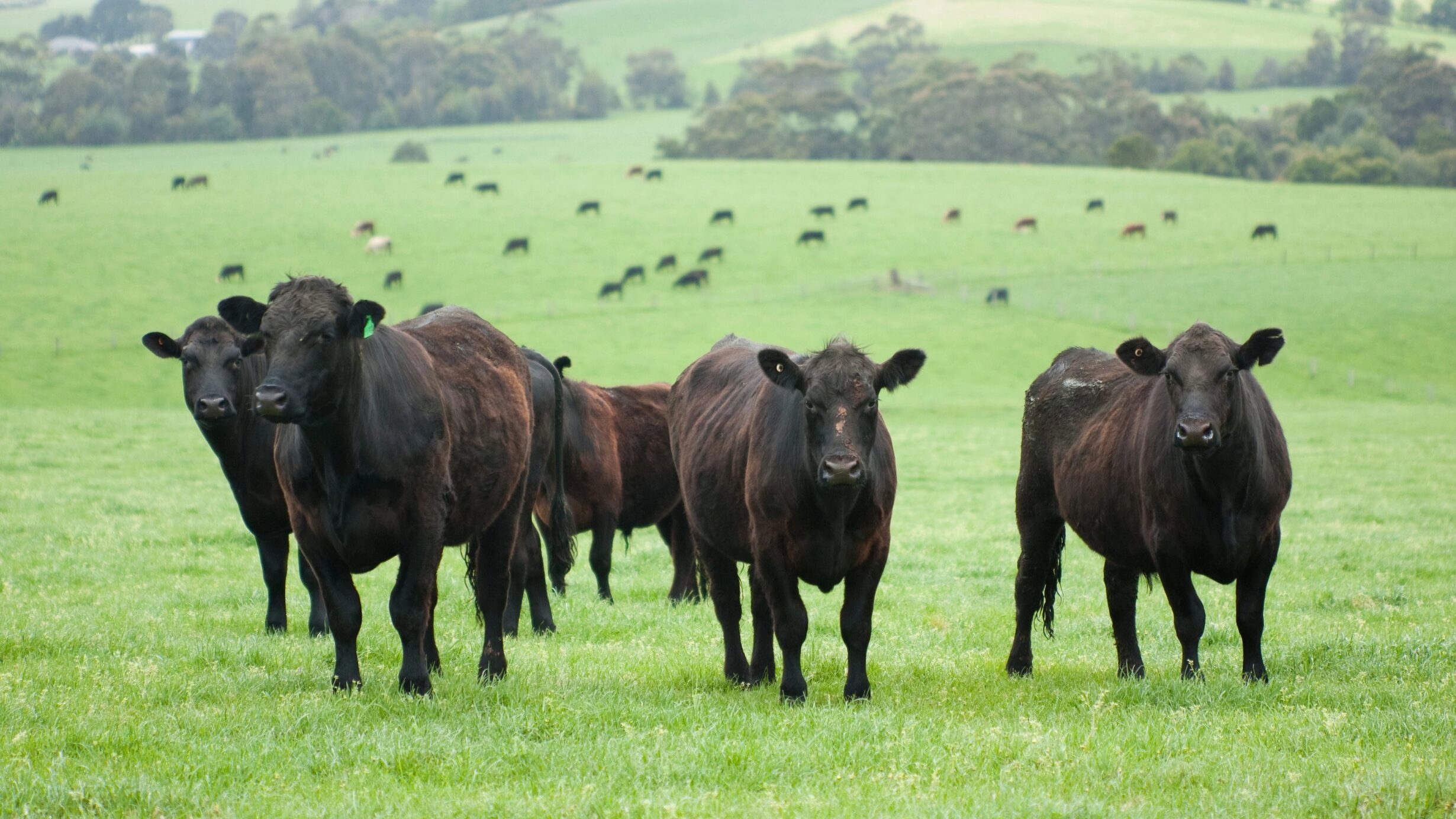 Enhanced BSE Testing Protects Canada’s Beef Reputation