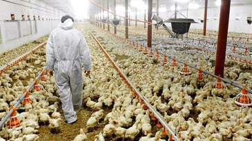 Researchers Pioneer Method To Detect Campylobacter in Chicken