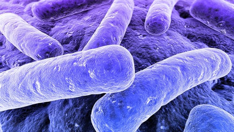 Research Reveals Vibrio Food Safety Concerns