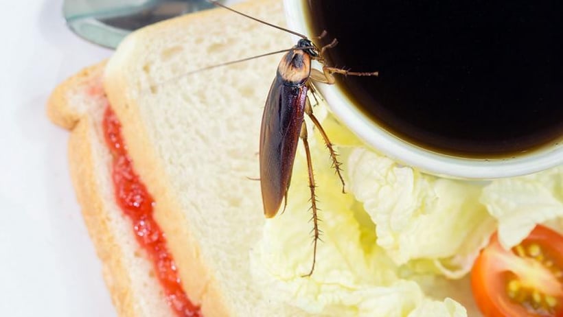 https://blog.foodsafety.ca/hs-fs/hubfs/Imported_Blog_Media/prevent-cockroach-infestation-food-business.jpg?width=820&height=462&name=prevent-cockroach-infestation-food-business.jpg