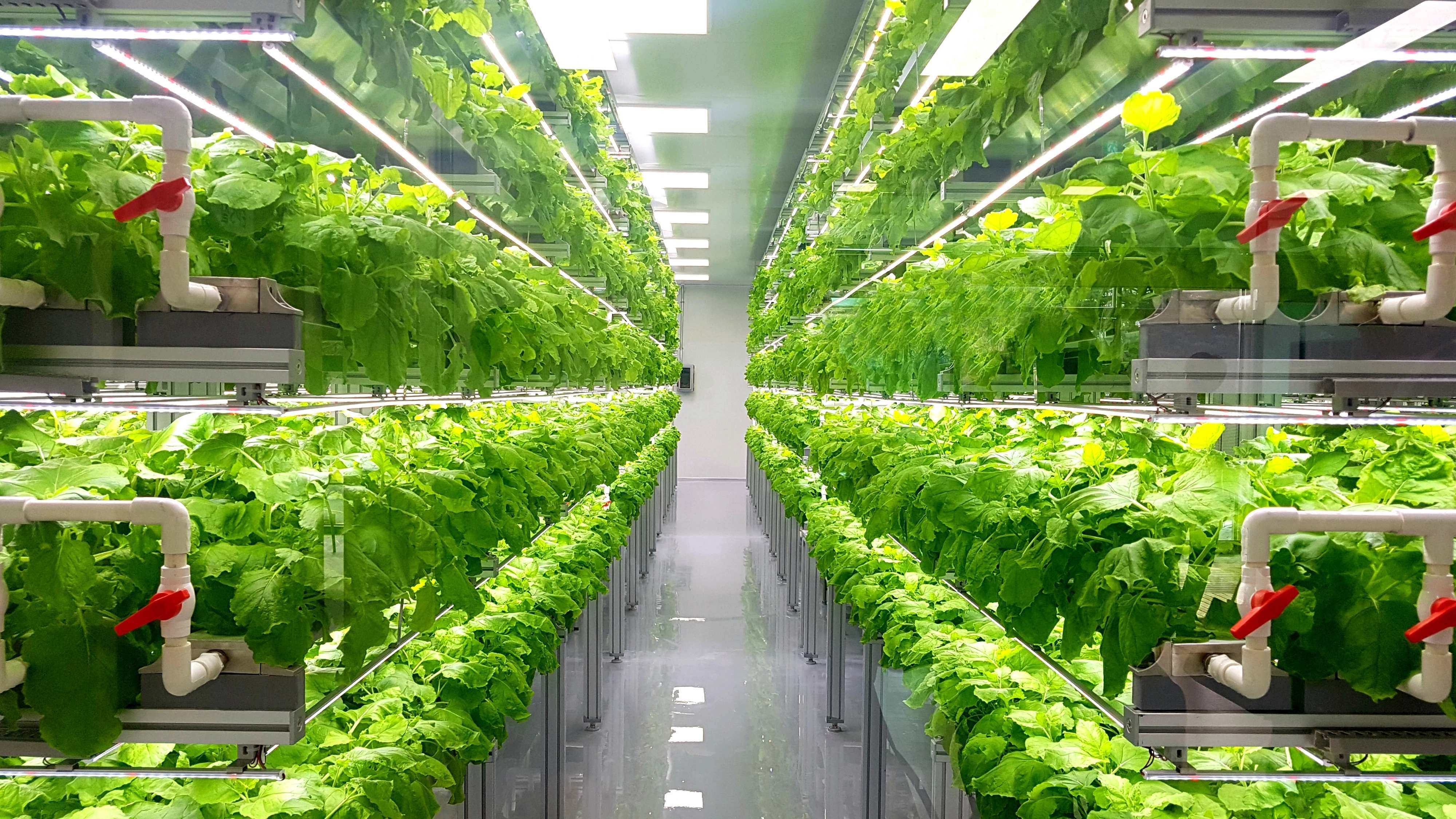 Indoor Farming Food Safety: FAO Report