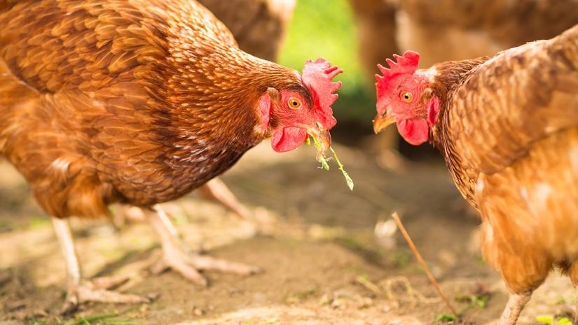 Study Identifies Chicken Genes That May Resist Harmful Bacteria