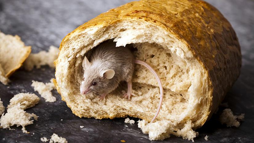 Food Storage Tips to Keep Rodents Out