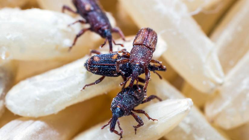 How to Prevent and Eliminate Weevils in Your Business