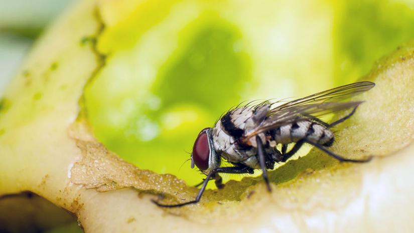 house flies on food